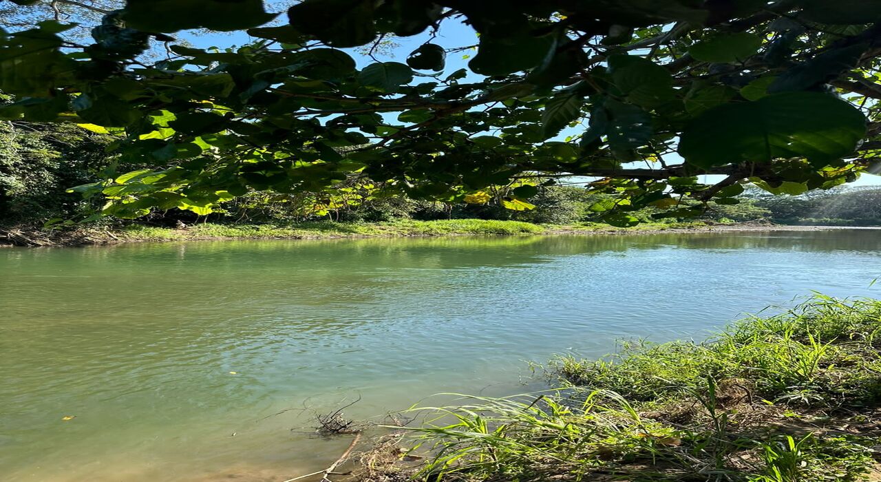 Iguana Verde